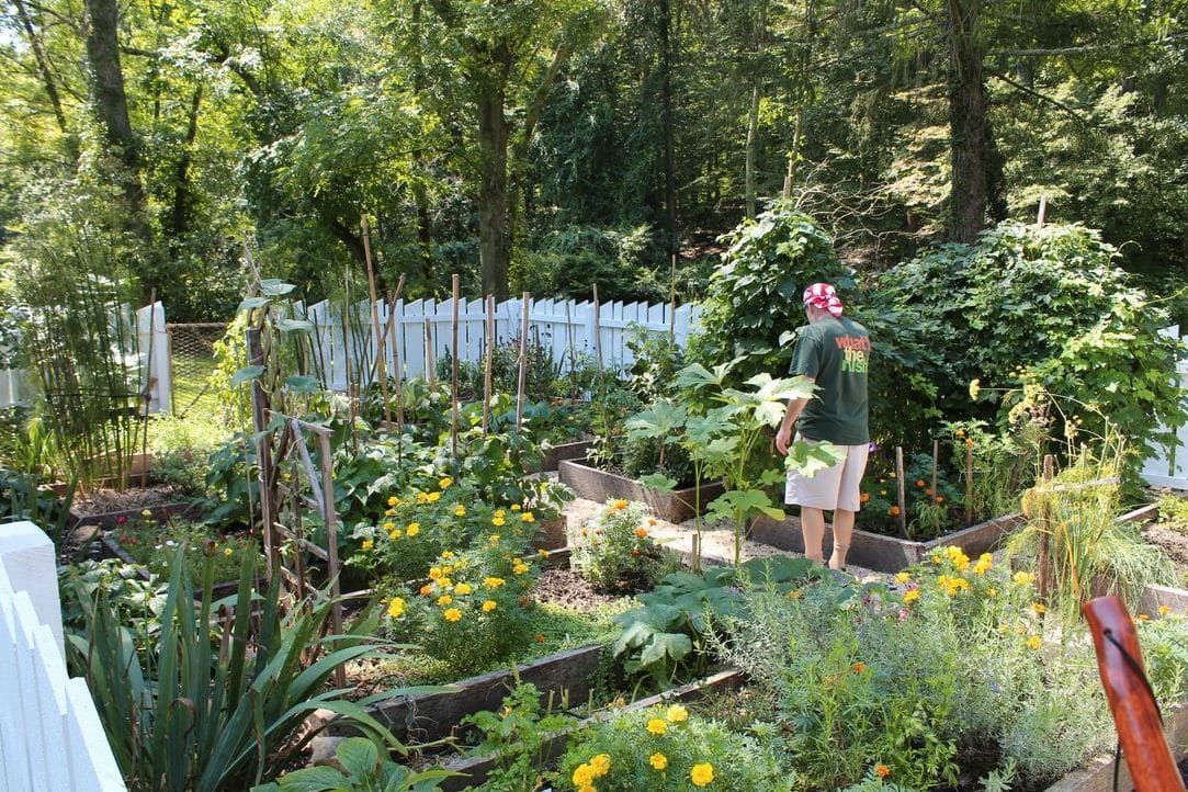 Zynzex Garden 10