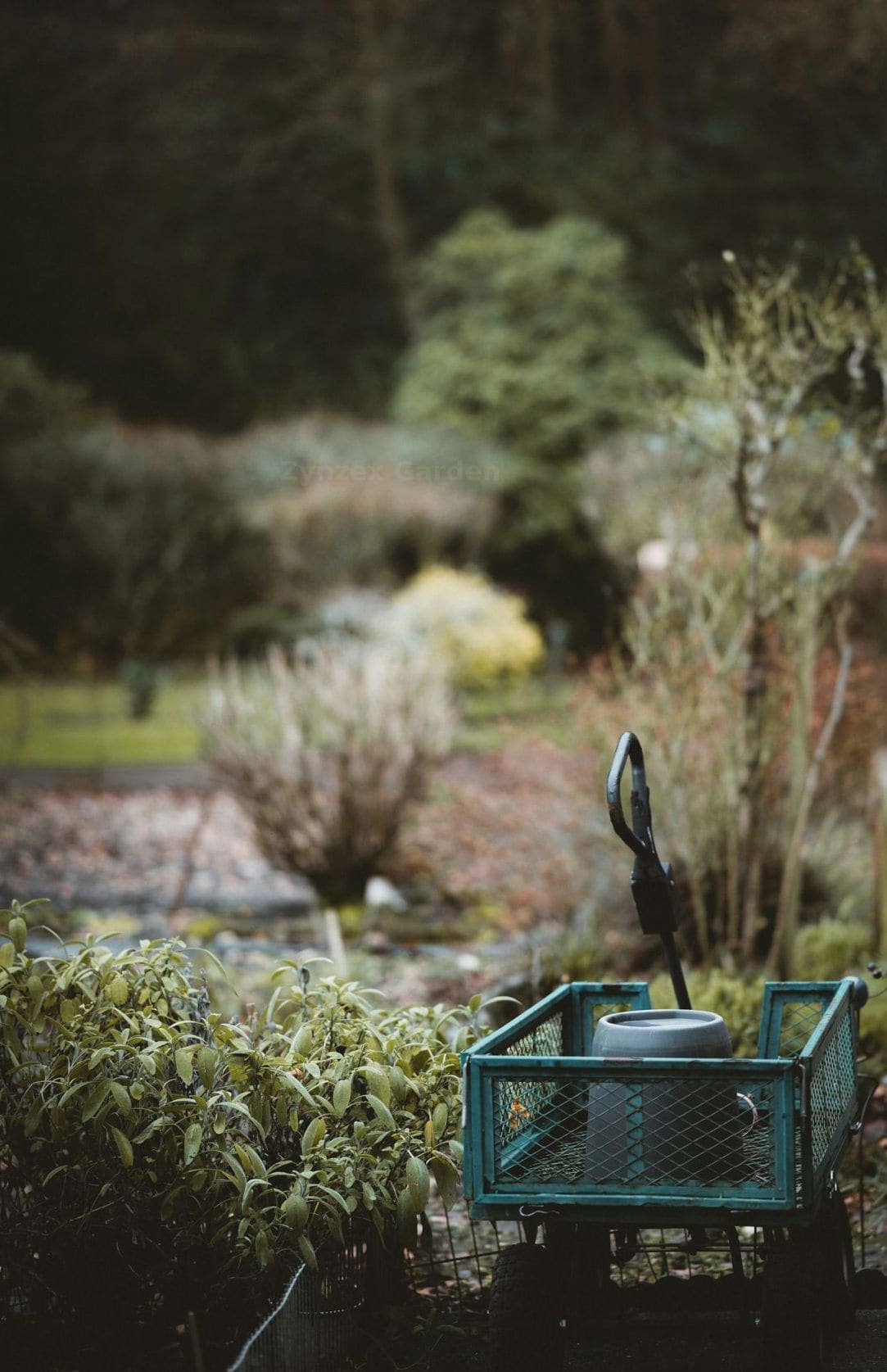 Zynzex Garden 3