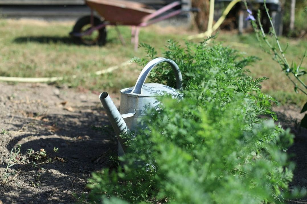 Zynzex Garden 8